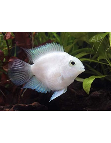 Cichlidé perroquet Platinum (Cichlasoma hybrid Platinum Parrot) 4-5cm