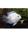 Cichlidé perroquet Platinum (Cichlasoma hybrid Platinum Parrot) 4-5cm