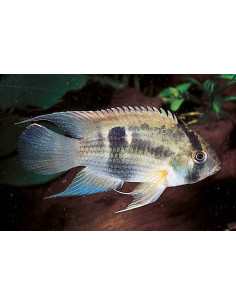 Cleithracara maronii (Cleithracara maronii) 3-4cm