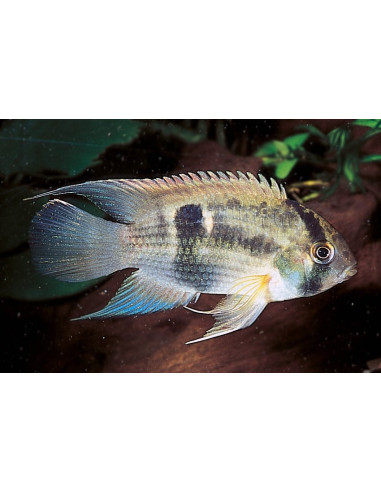 Cleithracara maronii (Cleithracara maronii) 3-4cm