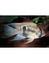 Cleithracara maronii (Cleithracara maronii) 3-4cm