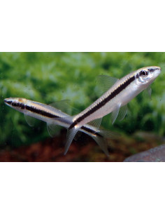 Crossocheilus oblongus (Crossocheilus oblongus) 3,5-4cm