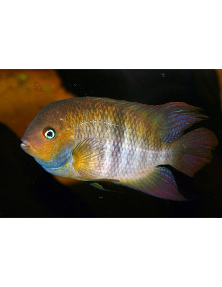 Cryptoheros sajica (Cryptoheros sajica) 3,5-4cm