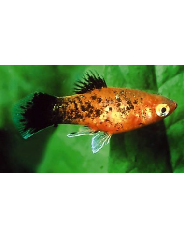 Platy Berlin 2,5-3cm