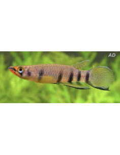 Epiplatys Dageti 3-4cm