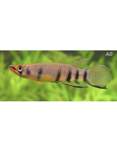 Epiplatys Dageti 3-4cm
