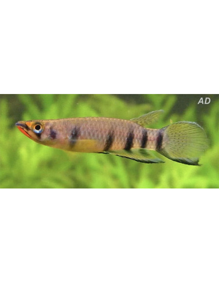 Epiplatys Dageti 3-4cm