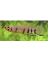 Epiplatys Dageti 3-4cm