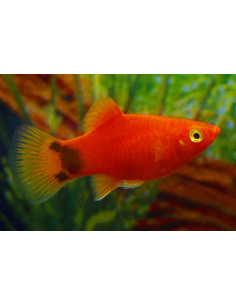 Platy Coralred Mickeymouse 1,7-2,2cm