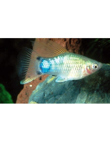 Platy Blue Mickey Mouse 1,7-2,2cm