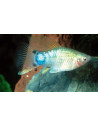 Platy Blue Mickey Mouse 1,7-2,2cm