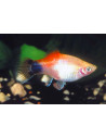 Platy Golden Redtop 2,5-3cm