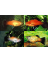 Platy Mix Wagtail (Xiphophorus maculatus) 2,5-3cm