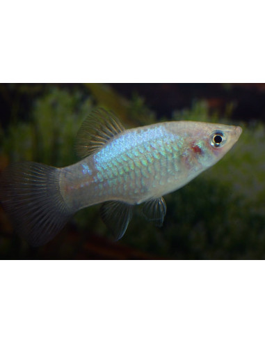 Platy Blue 2,5-3,0cm