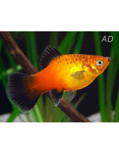 Platy German Flag 2,5-3cm