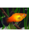 Platy German Flag 2,5-3cm