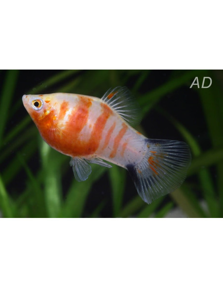 Platy Coral Zebra (Xiphophorus maculatus) 2,5cm