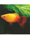 Platy Coral Sunset 2,5-3cm