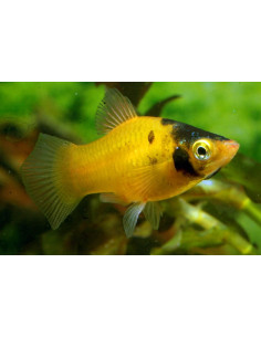 Platy Bumble Bee 2,5-3,0cm