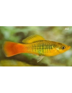 Platy Variatus Green 2,5-3cm