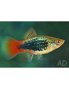 Platy Pearl Blue 1,7-2,2cm