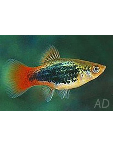 Platy Pearl Blue 1,7-2,2cm