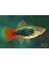 Platy Pearl Blue 1,7-2,2cm