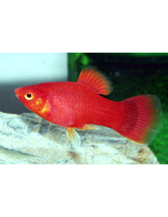 Platy Red 2,5-3cm