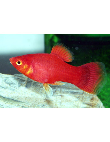 Platy Red 2,5-3cm
