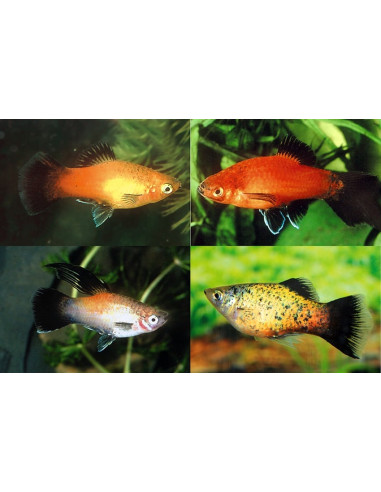 Platy Mix (Xiphophorus maculatus) 3-3,5cm