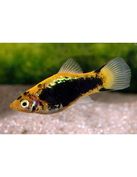 Platy Tuxedo Yellow Comet 2,5-3cm
