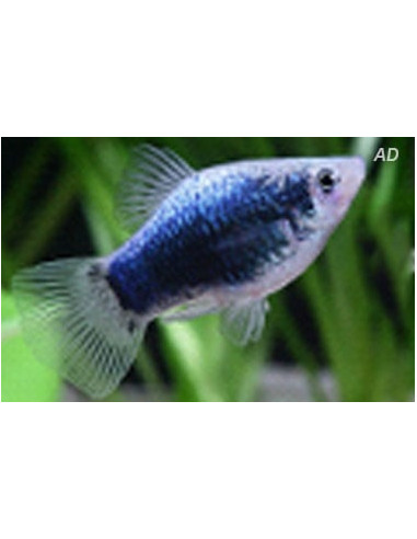 Platy Redtail Crystal 2,5-3cm
