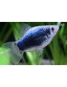 Platy Redtail Crystal 2,5-3cm