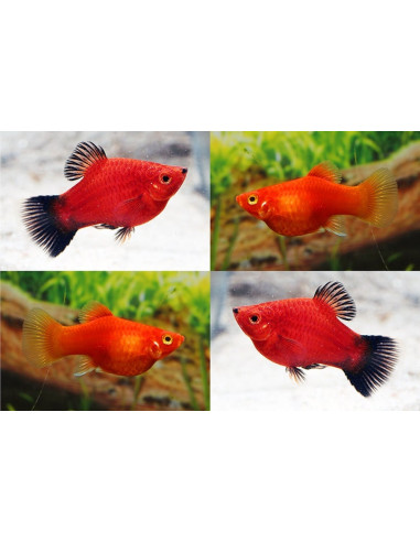 Platy Coral Mix (Xiphophorus maculatus) 2,5-3cm