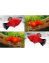 Platy Coral Mix (Xiphophorus maculatus) 2,5-3cm