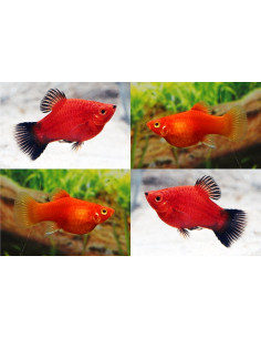 Platy Coral Mix (Xiphophorus maculatus) 1,7-2,2cm