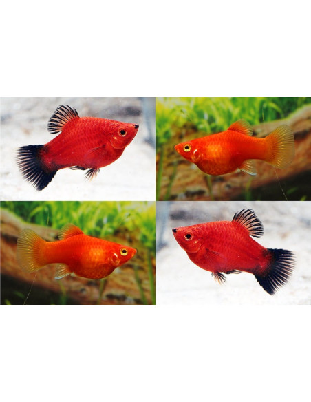 Platy Coral Mix (Xiphophorus maculatus) 1,7-2,2cm