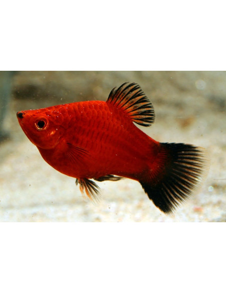 Platy Coral Red Wagtail 1,7-2,2cm