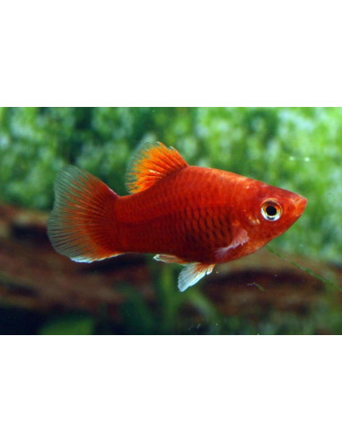 Platy Coral Dark Red 1,7-2,2cm