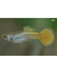 Guppy German Geel mâle (Poecilia reticulata German Geel) 3,5-4cm
