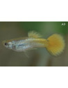 Guppy German Geel mâle (Poecilia reticulata German Geel) 3,5-4cm
