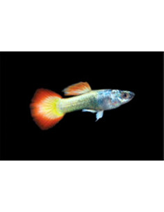 Guppy Flame mâle (Poecilia reticulata Flame) 3,5-4cm