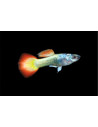 Poecilia Reticulatus Flame (M) 3,5-4cm
