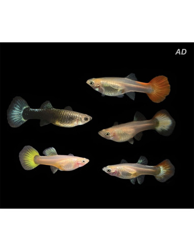 Guppy Mix femelle (Poecilia reticulata Mix) 3,5-4cm