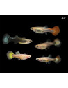Guppy Mix femelle (Poecilia reticulata Mix) 3,5-4cm