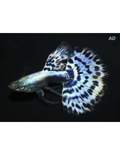 Guppy Blue Cobra mâle (Poecilia reticulata Blue Cobra) 3,5-4cm