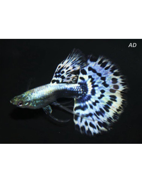 Guppy Blue Cobra mâle (Poecilia reticulata Blue Cobra) 3,5-4cm