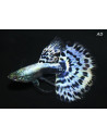 Guppy Blue Cobra mâle (Poecilia reticulata Blue Cobra) 3,5-4cm
