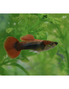 Guppy Half Black Red Delta Neon mâle (Poecilia reticulata Half Black Red Delta Neon) 3,5-4cm