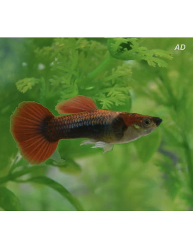 Guppy Half Black Red Delta Neon mâle (Poecilia reticulata Half Black Red Delta Neon) 3,5-4cm